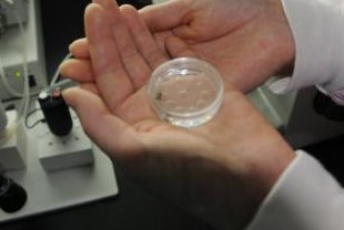 有类风湿关节炎的患者适合做试管婴儿吗？